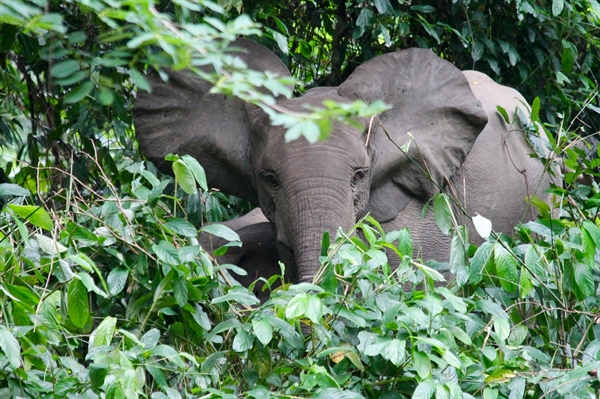 Republic of Congo Becomes 11th Nation to Join Elephant Protection